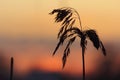 Silhouette of reeds at sunset Royalty Free Stock Photo