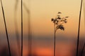 Silhouette of reeds at sunset