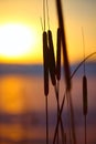 Silhouette of reeds at sunset Royalty Free Stock Photo
