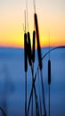 Silhouette of reeds at sunset Royalty Free Stock Photo