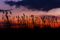 Silhouette of reeds on sunset sky