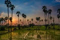 Silhouette with reflection heart shape of sugar palm trees and rice field Royalty Free Stock Photo