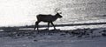 Silhouette of reindeer close to the sea