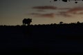 Silhouette of a Rhinoceros near a pond in the evening in the countryside