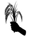 Silhouette Rice plant in dand Royalty Free Stock Photo