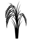 Silhouette Rice plant