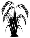 Silhouette rice plant on white background