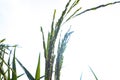 the silhouette of ripe ears of rice against a light sky