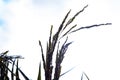 the silhouette of ripe ears of rice against a light sky
