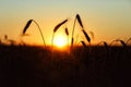The silhouette of ripe rye in the rays of the sun. Wheat ears on the background of sunset, sunrise over the field Royalty Free Stock Photo