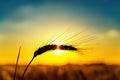 Silhouette of ripe wheat at sunset