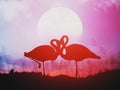 Silhouette of romantic flamingos at sunset. Royalty Free Stock Photo