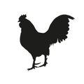 Silhouette of rooster, isolated vector on white background