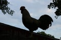 Rooster on Top of Barn Silhouette Royalty Free Stock Photo