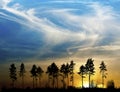 Silhouette of row of conifer trees at sunset Royalty Free Stock Photo