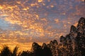 Silhouette row of trees on dramatic colorful orange color sky Royalty Free Stock Photo