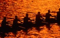 Silhouette of rowing crew at sunset Royalty Free Stock Photo