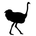 Silhouette running african ostrich black on white background. Vector illustration. Royalty Free Stock Photo