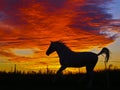 silhouette of a running horse on a background of orange clouds in the evening