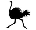 Silhouette of a running ostrich