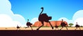 Silhouette of running wild animals ostriches Australian landscape nature of Australia wildlife fauna concept horizontal