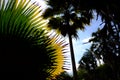 Silhouette of Sabal palm leaves against blue sky Royalty Free Stock Photo