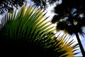 Silhouette of Sabal palm leaves against blue sky Royalty Free Stock Photo