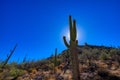 Silhouette of a saguaro cactus in Saguaro National Park