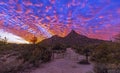 Silhouette Of Cactus At Sunrise With Mountain Biker