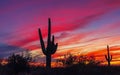 Silhouette Of Cactus With Fiery Sunset In Arizona