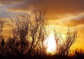 Silhouette of Saguaro National Park Royalty Free Stock Photo