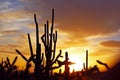 Silhouette of Saguaro National Park Royalty Free Stock Photo