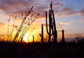 Silhouette of Saguaro National Park Royalty Free Stock Photo