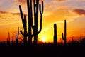 Silhouette of Saguaro National Park Royalty Free Stock Photo