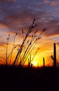 Silhouette of Saguaro National Park Royalty Free Stock Photo