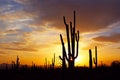 Silhouette of Saguaro National Park at Sunset Royalty Free Stock Photo