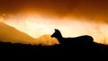 Silhouette of a Sambur in Horton Plains National Park Royalty Free Stock Photo