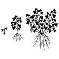 Silhouette saplings of currants of different ages