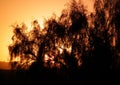 The silhouette of a Saxaul or Haloxylon tree in sunset