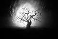 Silhouette of scary Halloween tree on dark foggy toned background with moon on back side. Royalty Free Stock Photo