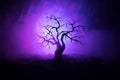 Silhouette of scary Halloween tree on dark foggy toned background with moon on back side. Royalty Free Stock Photo