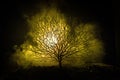 Silhouette of scary Halloween tree with horror face on dark foggy toned background with moon on back side. Scary horror tree with Royalty Free Stock Photo