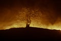 Silhouette of scary Halloween tree with horror face on dark foggy toned fire. Scary horror tree Halloween concept.