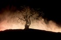 Silhouette of scary Halloween tree with horror face on dark foggy toned fire. Scary horror tree Halloween concept.