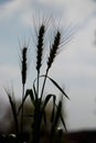 Silhouette scene of Green wheat in the field