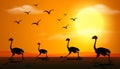 Silhouette scene with ostrich running at sunset