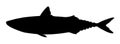 Silhouette of a scomber fish vector