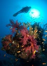 Silhouette of scuba diver above coral reef Royalty Free Stock Photo