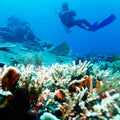 Silhouette of Scuba Diver near Sea Bottom Royalty Free Stock Photo