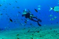 Silhouette of Scuba Diver near Sea Bottom Royalty Free Stock Photo